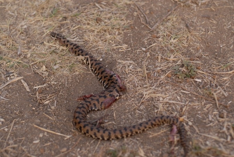 Vipera aspis e pattern